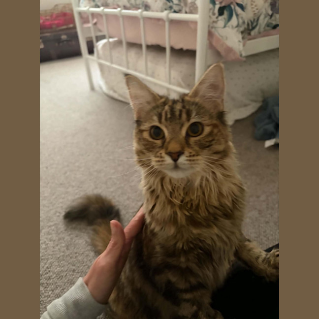 Photo of Maple