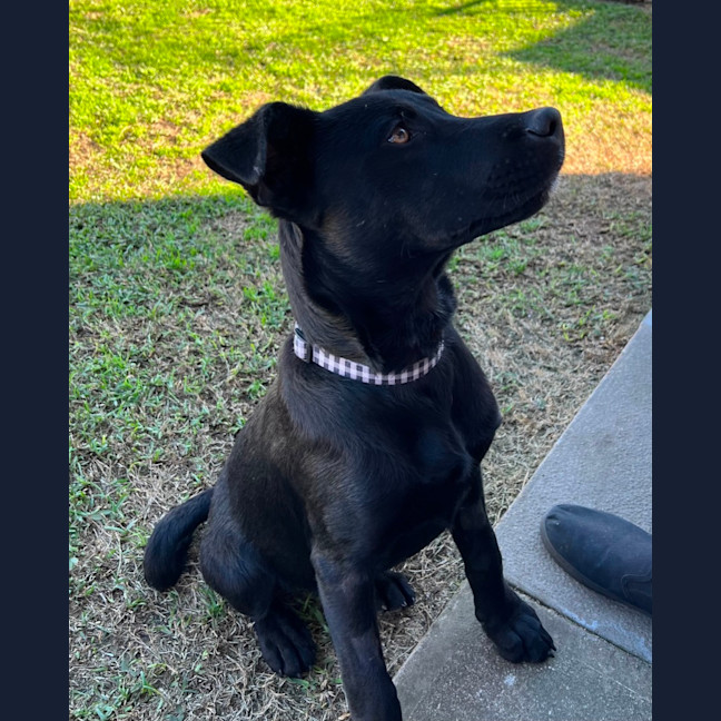 Photo of Prince Harry   5 Month Old Kelpie X