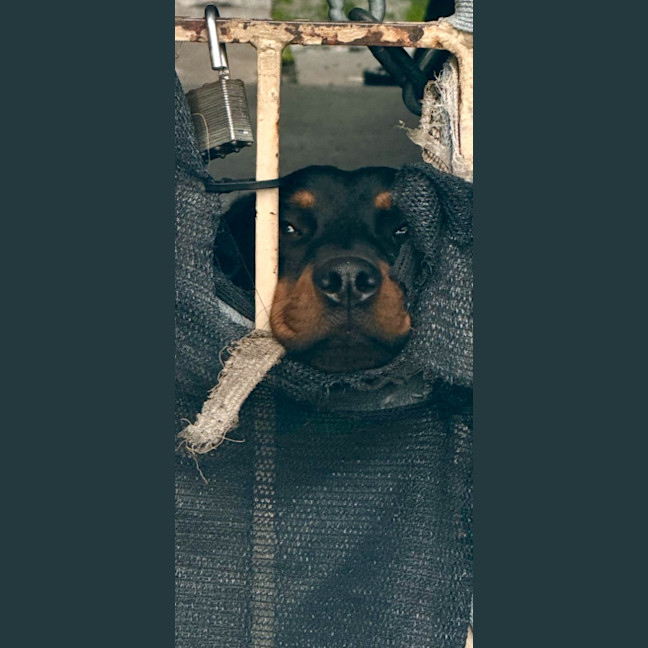 Photo of Chase