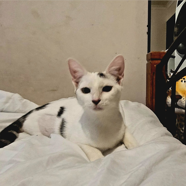 Photo of Isa * 9 Lives Project Rescue*