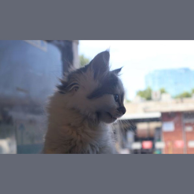Photo of Cream
