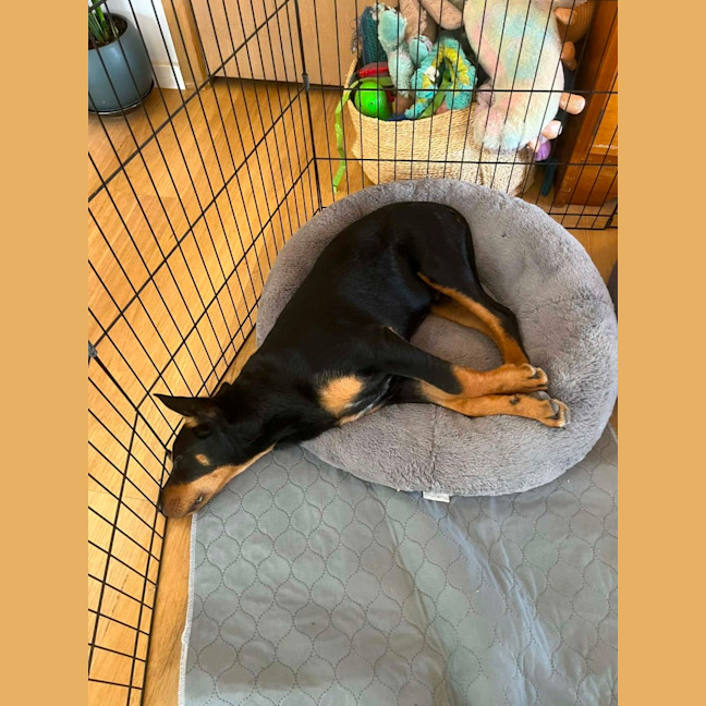 Photo of Rex