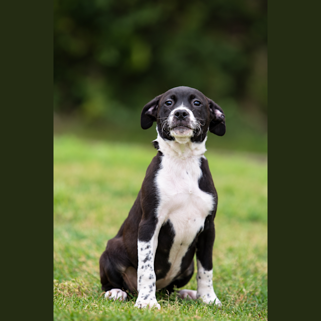 Photo of Poppy
