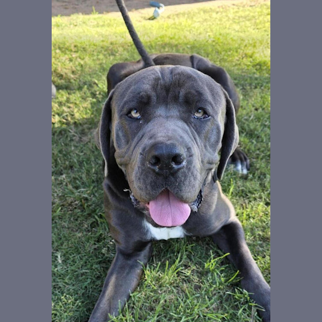 Photo of Chief