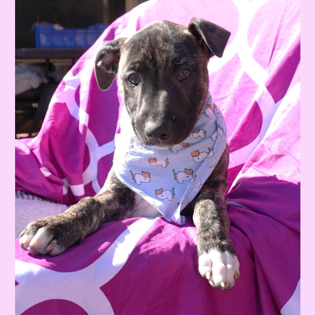 Photo of Cora