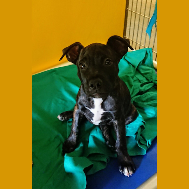 Photo of Milo