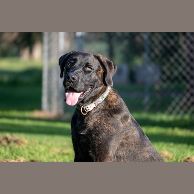 Photo of Dexter