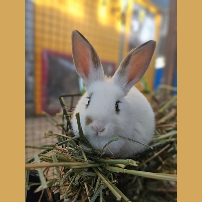 Photo of Gus