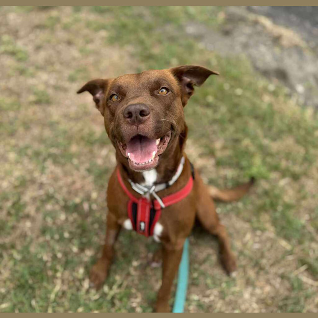 Photo of Willow