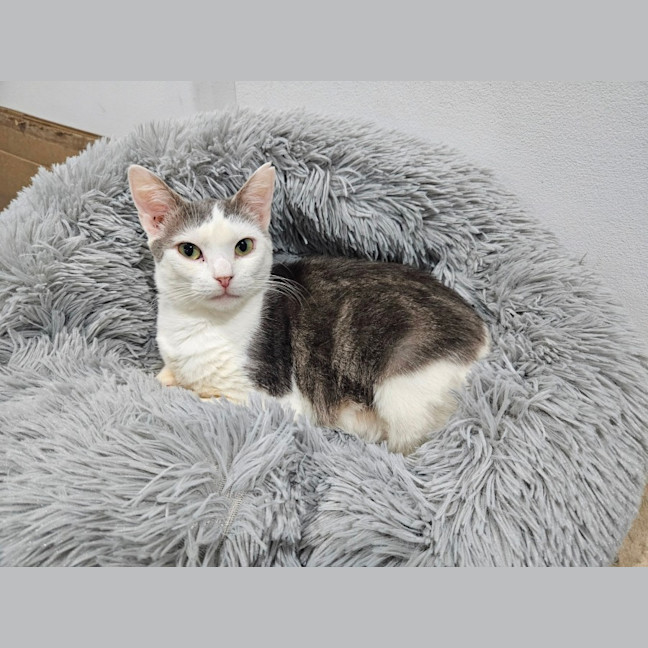 Photo of Mabel