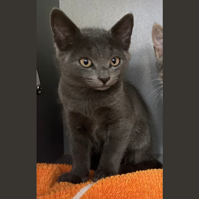 Photo of Simon