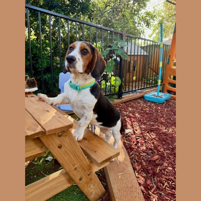 Photo of June   5 Month Old Basset Hound X Beagalier
