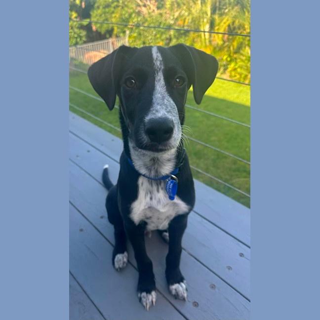 Photo of Lenny   15 Week Old Dalmatian X