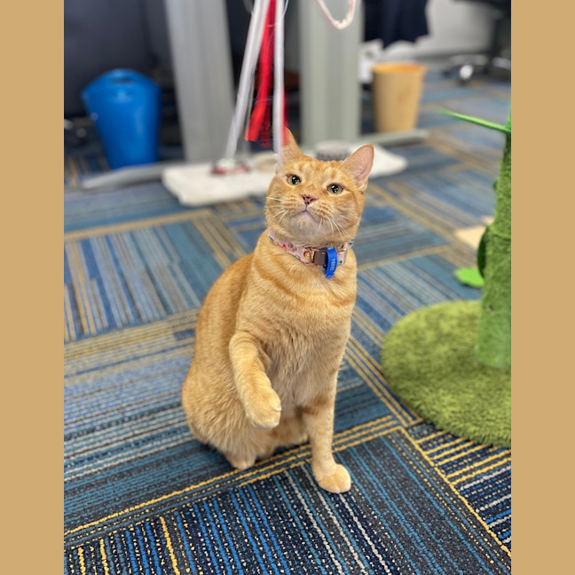 Photo of Romeo