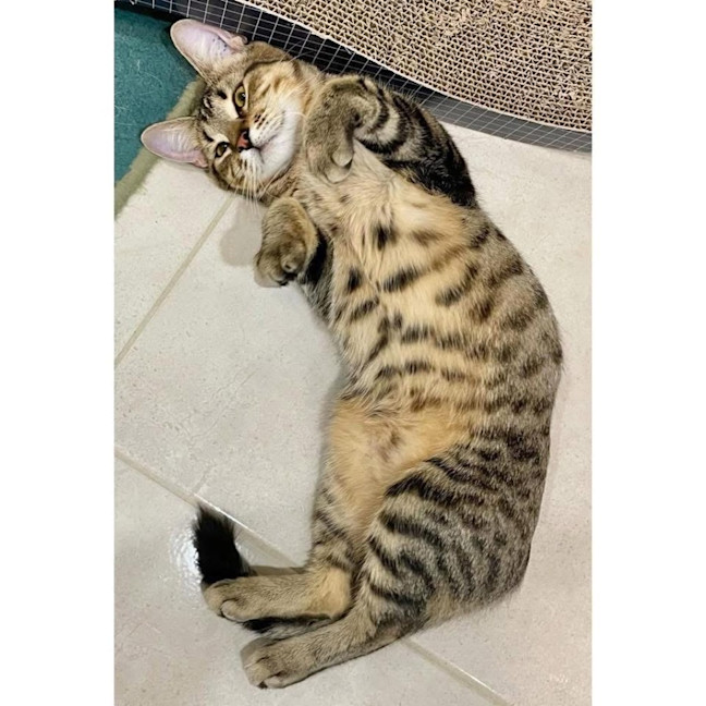 Photo of 12232   Oakleigh