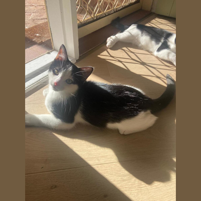 Photo of Arlo