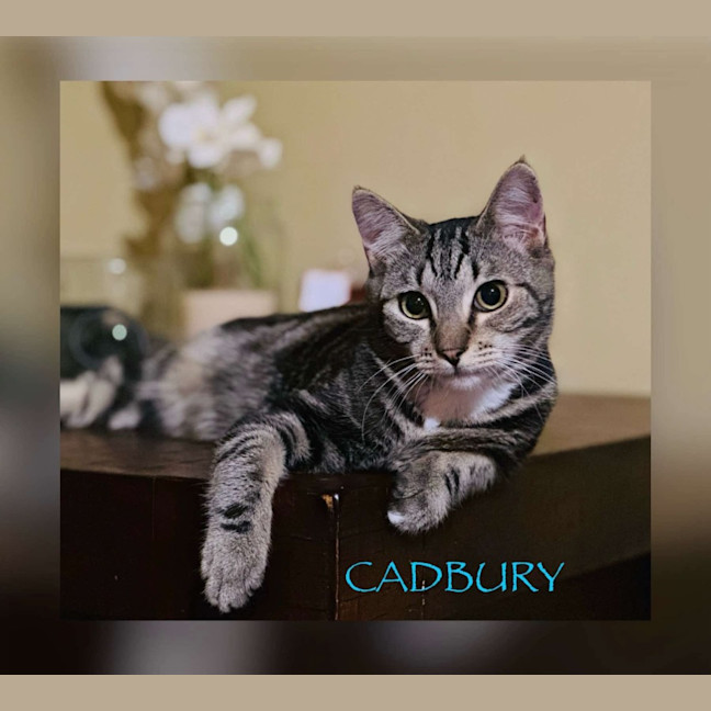 Photo of Cadbury