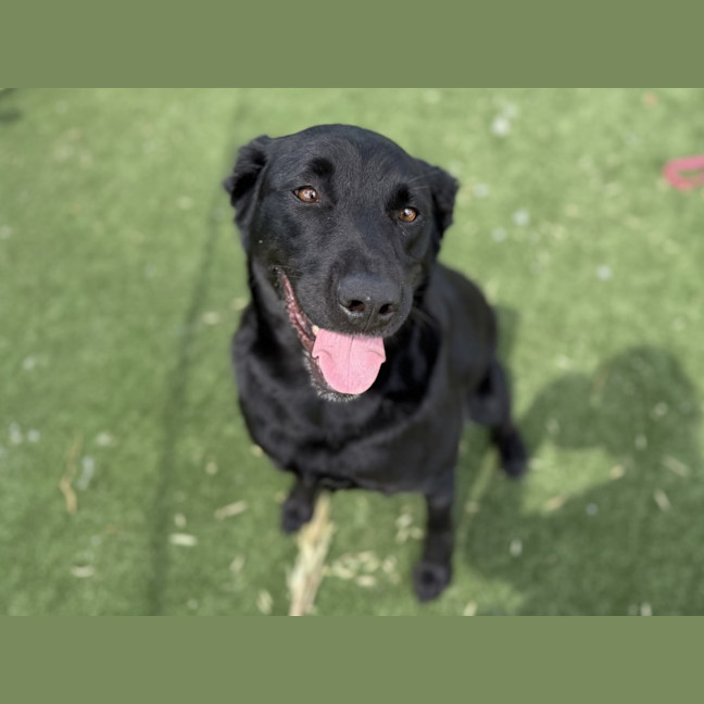 Photo of Shiraz Imp 2745