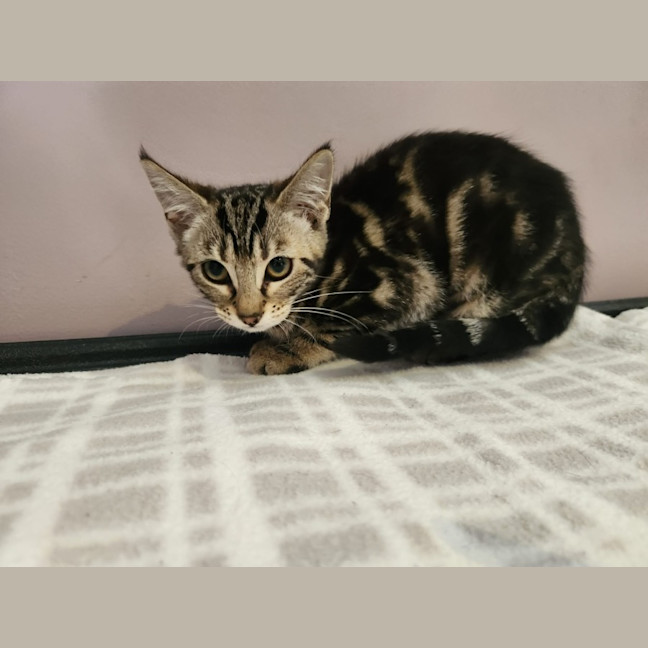 Photo of Ana   In Foster Care In Templestowe