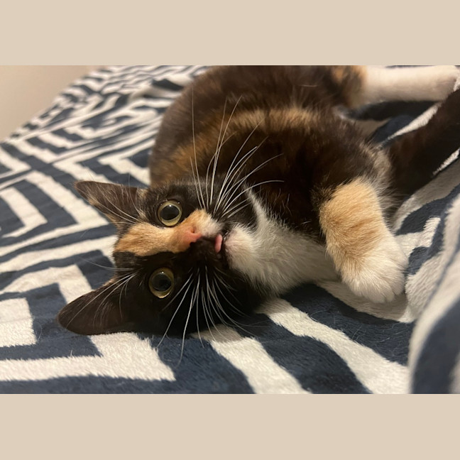 Photo of Lemon