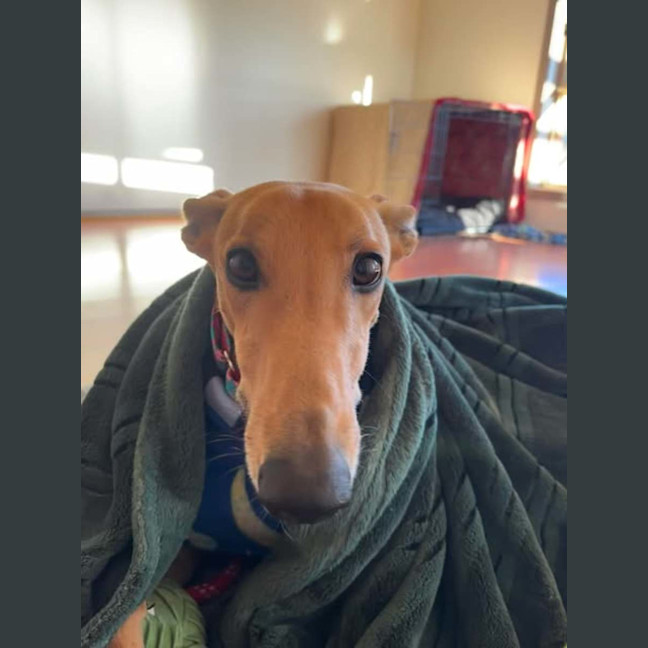 Photo of Arnold, The Greyhound