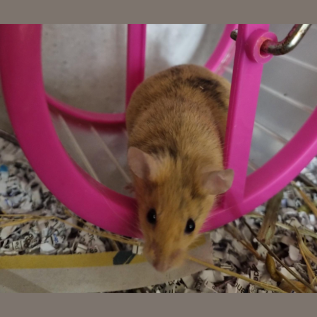 Photo of Penny