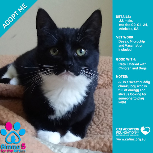 Photo of Jj Just $50 Limited Time!