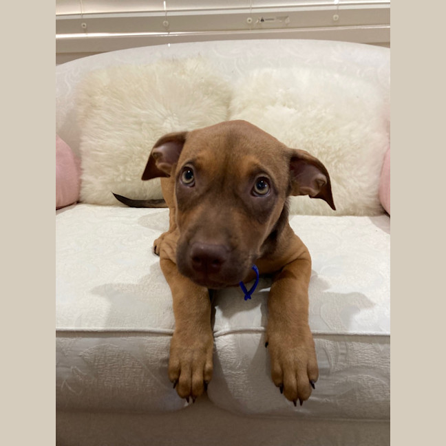 Photo of Ruby   11 Week Old Staffy X (On Trial)