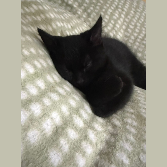 Photo of Nibbler