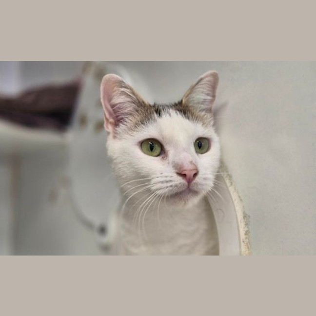Photo of Snowball