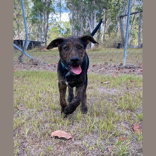 Photo of Dante