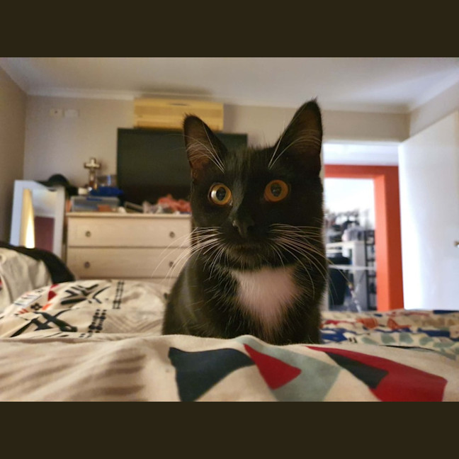 Photo of Ula ** 2nd Chance Cat Rescue **