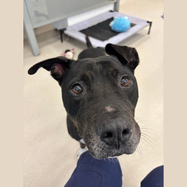 Photo of Denzel Woofington