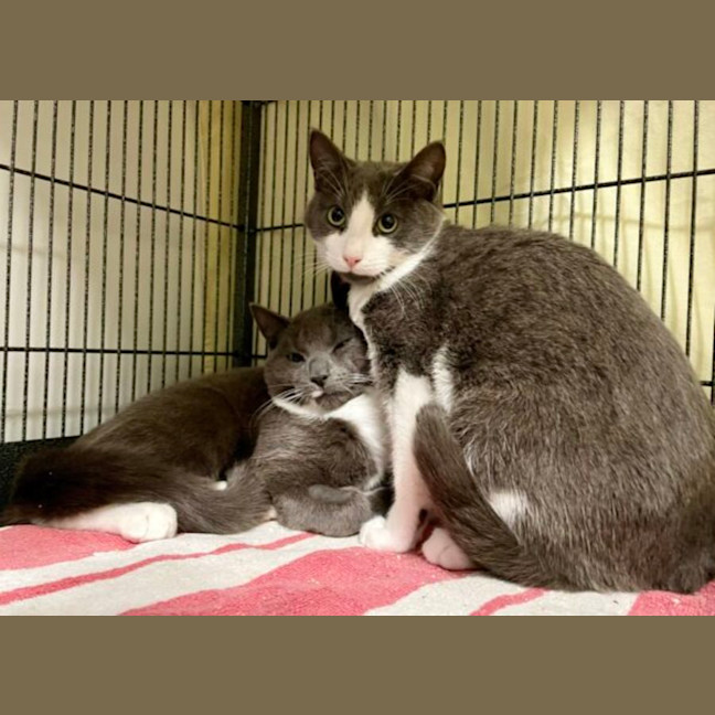 Photo of Magnus & Sterling