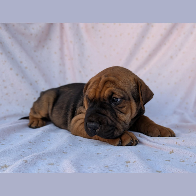 Photo of Banjo