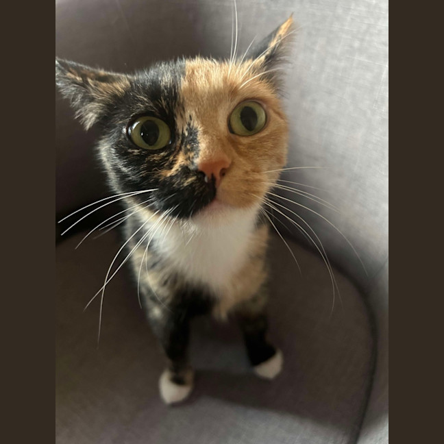 Photo of Ruby ❤️