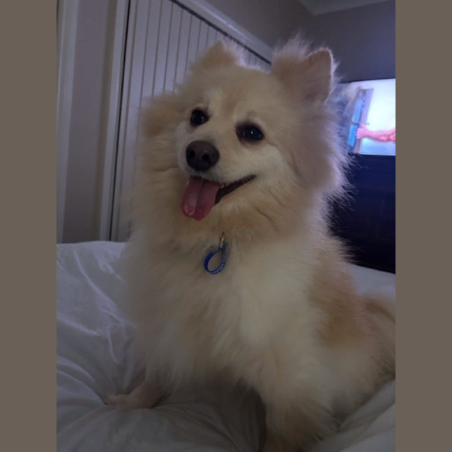 Photo of Jasper   7 Year Old Pomeranian (Trial)