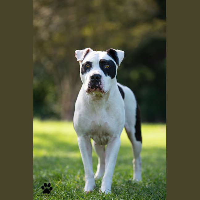 Photo of Stella