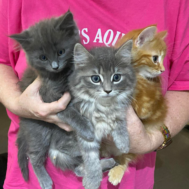 Photo of Dorian, Keegan & Stormy (Available Separately)