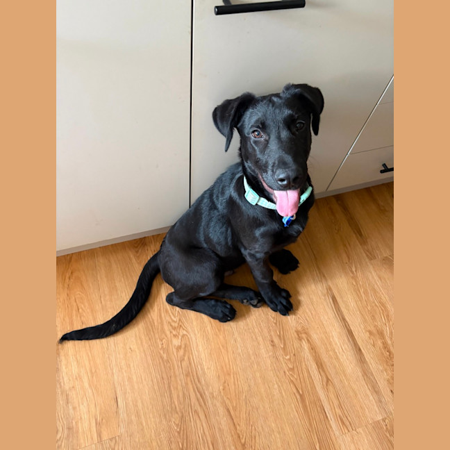 Photo of Oz   5 Month Old German Shepherd X