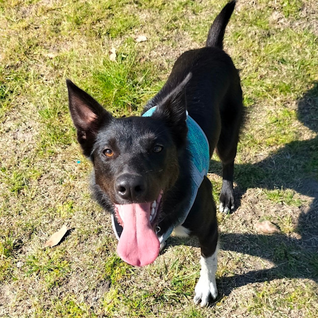 Photo of Bhoot   Assisted Rehome