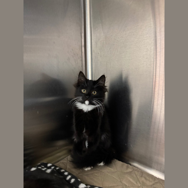 Photo of Canasta