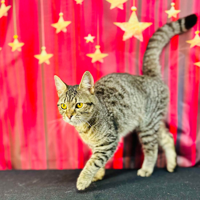 Photo of Giselle   Located In Preston 