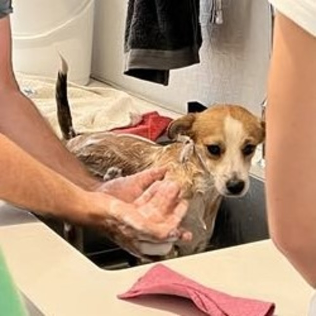 Photo of Buddy