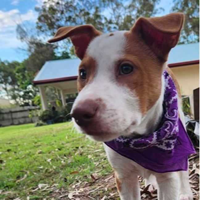Photo of Drover 