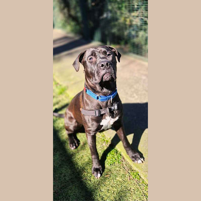 Photo of Apollo