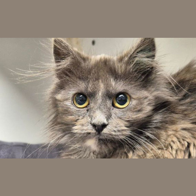 Photo of Dusty