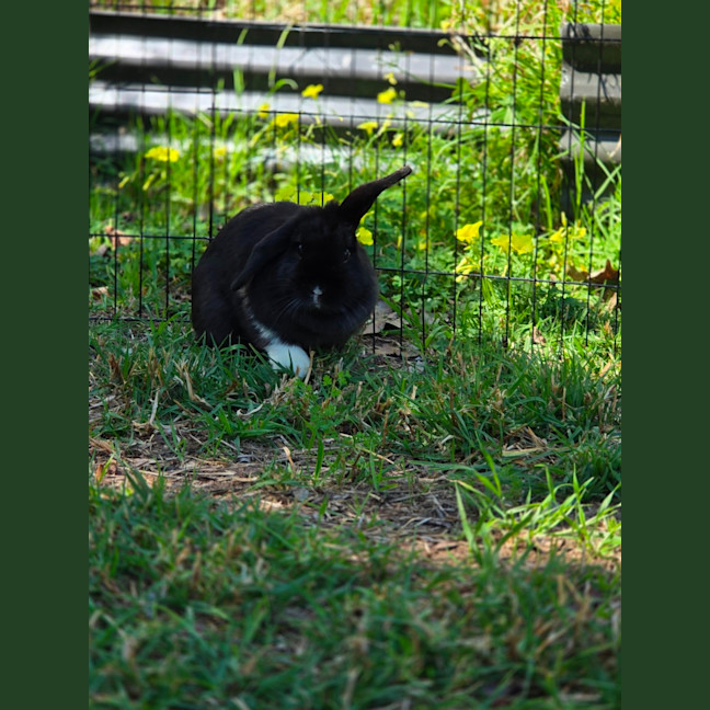 Photo of Socks