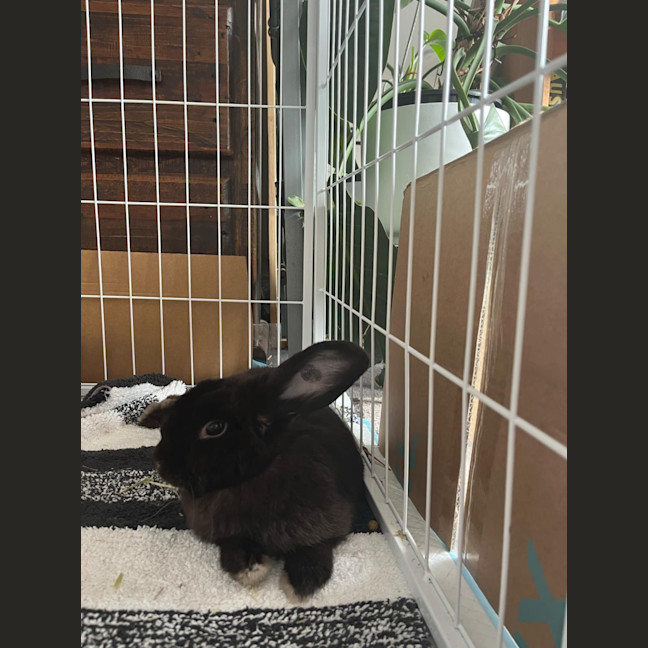 Photo of Smudge With Sooty