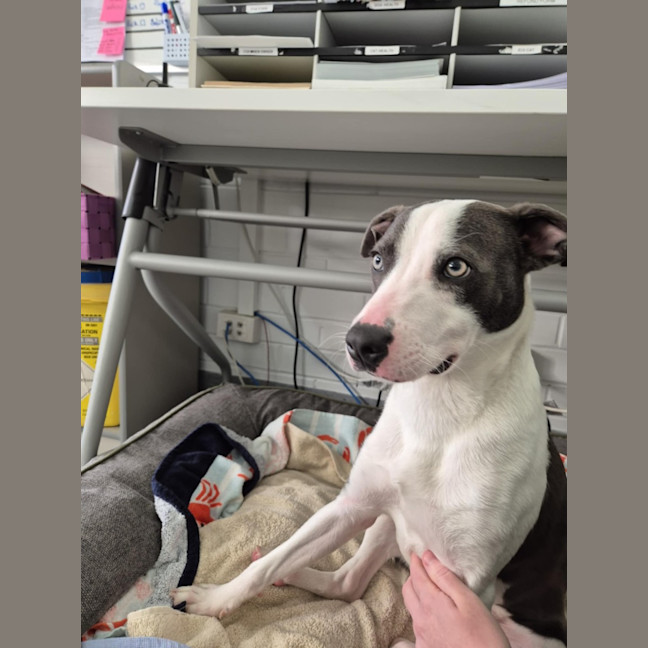 Photo of Zippy! 🪀